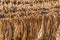 Classical way of drying tobacco in Anatolia, Turkey