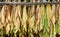 Classical way of drying tobacco in barn