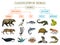 Classification of Animals. Reptiles amphibians mammals birds. Crocodile Fish Bear Tiger Whale Snake Frog. Education