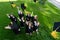 Classmates in graduation gowns throw their caps. View from above.