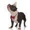 Classy american bully wearing birthday hat looks up to side