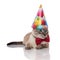 Classy burmese cat with birthday hat looks to side