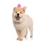 Classy chow chow wearing pink rabbit ears standing