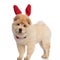 Classy chow chow wearing red bunny ears headband standing