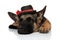 Classy german shepard wearing black capt with red ribbon sleeps