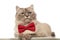 Classy grey cat with red bowtie lying with paws hanging