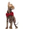 Classy grey metis cat with red bowtie looks to side