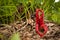 Clathrus archeri