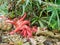 Clathrus archeri - Devil\'s fingers fungus.