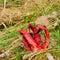 Clathrus archeri mushroom