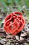 Clathrus ruber