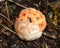 Clathrus ruber