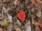 Clathrus ruber - red, reticulated, poisonous, rare mushroom