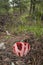 Clathrus ruber is a species of fungus in the stinkhorn family, and the type species of the genus Clathrus. It is