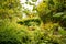 Claud Monet`s garden in Giverny
