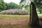 Clava Cairn and a Standing Stone