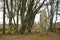 Clava Cairns Standing Stone amidst Trees
