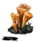 Clavariadelphus truncatus species of mushroom, club coral, Gomphaceae family of Basidiomycete fungi. Digital art illustration,