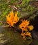 Clavarioid Fungi (Coral Fungi)