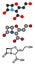 Clavulanic acid beta-lactamase blocker drug molecule. Often combined with beta-lactam class antibiotics