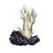 Clavulina cristata white crested coral fungus, light-colored edible mushroom of America and Europe. Digital art illustration,