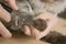 Claw clipping cat. Medical procedures for pets