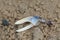 Claw of fiddler crab Afruca tangeri on the sand.