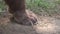 Claw With Long Nails of a Walking Brown Bear