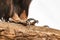 Claws of a bird of prey sitting on a log.