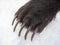 Claws on the front paw of the Kamchatka brown bear