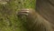 Claws of a three-toed sloth on a trunk, Costa Rica