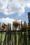 Clay broken pitchers hang wooden rural woven fence