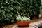 Clay brown flowerpot with blooming Echeveria succulents.