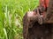 Clay at bucket of tracked excavator and Sugarcane farm