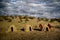 Clay build round huts and wooden fence, Africa