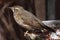 Clay-colored thrush