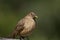 Clay-colored Thrush  837917