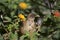 Clay-colored Thrush  837918