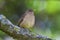 Clay-colored Thrush  837948