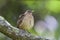 Clay-colored Thrush  837952