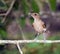 Clay-colored Thrush on Branch in Mexico