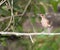 Clay-colored Thrush on Branch in Mexico