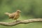 Clay-colored Thrush-Juvenile