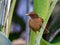 Clay-Colored Thrush, the national bird of Costa Rica