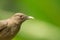 Clay-colored thrush portrait