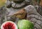 Clay colored thrush sits on a sliced melon