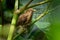 Clay-colored Thrush - Turdus grayi common Middle American bird of the thrush family Turdidae, national bird of Costa Rica