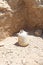 Clay Jag, Masada, Israel
