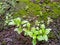 Clay leaves grow in rocky soil