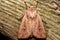 The clay moth (Mythimna ferrago)